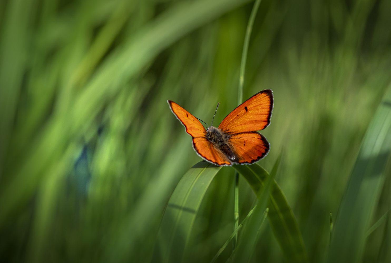 butterfly-g9fe9b6e62_1920
